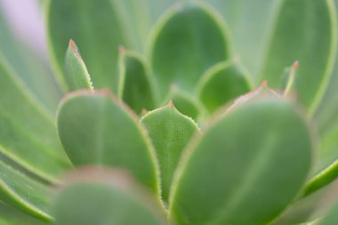 Makro fotoğrafçılık, sulu bir bitkinin hassas dokusunu ve canlı yeşil tonlarını yakalar ve karmaşık detaylarını vurgular.