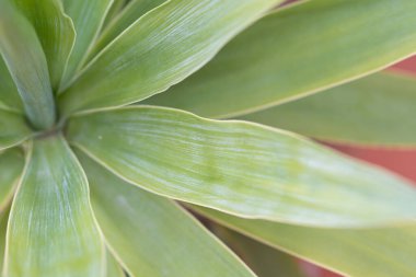 Canlı yeşil yaprakların yakın çekim merkezi bir noktadan yayılarak büyüleyici bir doğal desen oluşturur.