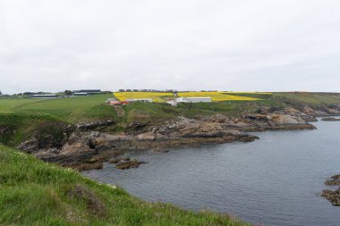 Yeşil çayırlar ve sarı kolza tohumu tarlaları bulutlu bir günde Kuzey Denizi 'nin kayalık kıyılarıyla buluşuyor.