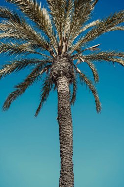 Bitki ve hurma ağaçları,