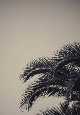 Rüzgarla hareket eden tropik bir palmiye ağacı görüntüsü