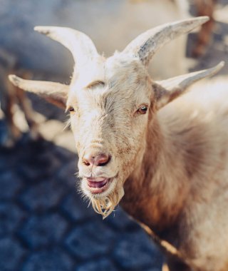 Tipik Güney Amerika keçileri çiftlikte