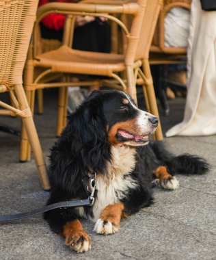 Bernese Dağ Köpeği İsviçre 'ye özgü.