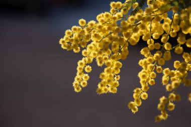 Blossoming of mimosa tree (Acacia dealbata,  silver wattle) close up in spring, bright yellow flowers, coojong, flowering mimosa, blue sky