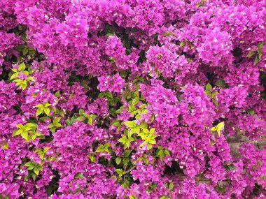 Begonvil İspanyol pembe çiçek, İspanya