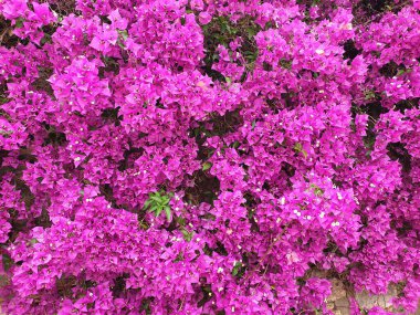 Begonvil İspanyol pembe çiçek, İspanya