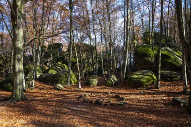 Sonbaharda sihirli turuncu kayın ormanı Gorrotxa 'da bosque de les Roques Encantades Katalonya, İspanya' da ormandaki devasa yeşil taşlar.