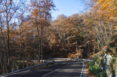Sonbaharda portakal ağaçları arasında beton yol, sarı yapraklar
