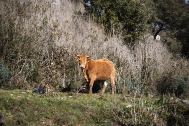 Dağlardaki inekler yeşil çimlerin üzerinde, İspanya