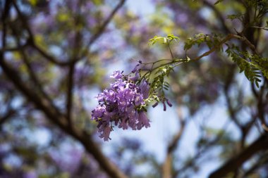 Mavi jakaranda ağacı çiçek açtı, Jacaranda mimozomları, İspanya 'da menekşe ağacı