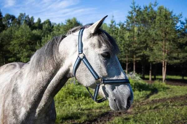 Profilde beyaz at portresi, çiftlikte at, arka planda yeşil orman.