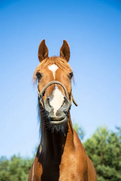 Portrait Smiling Brown Horse Funny Horse Farm Green Forest Background — Stock Photo, Image