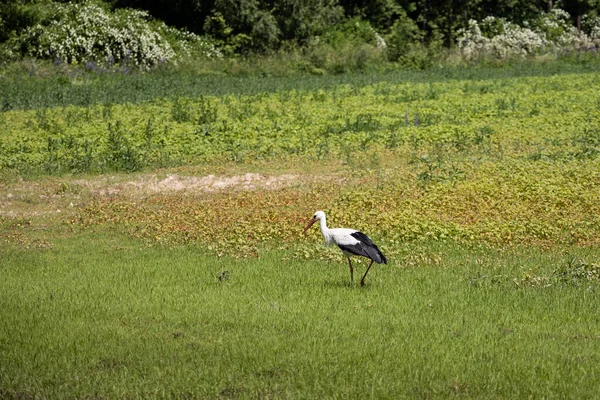 Bocian Szuka Jedzenia Zielonym Polu Latem Biały Ptak — Zdjęcie stockowe