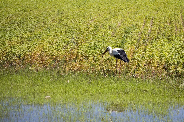 Шторм Шукає Їжу Зеленому Полі Влітку Білий Птах — стокове фото