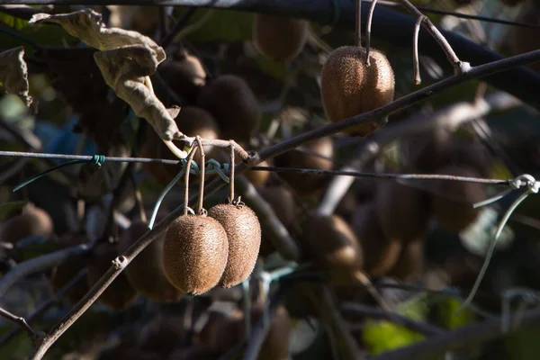 Fruto Kiwi Creciendo Nueva Zelanda Planta Kiwi Fresca Colgando Cerca —  Fotos de Stock