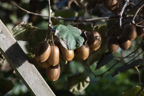 Kiwi Ovoce Rostoucí Novém Zélandu Čerstvé Kiwi Rostlina Visí Zblízka — Stock fotografie