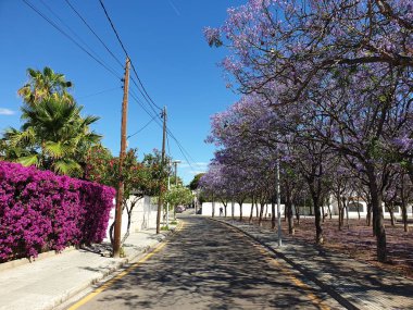 Mavi jakaranda ağacı çiçek açtı, Jacaranda mimozomları, İspanya 'da menekşe ağacı
