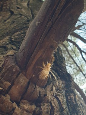 Ağustosböceği, çam ağacına ağustos böceği kabuğu. Yaklaş.