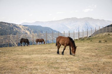 Pireneler arka planda, kahverengi atlar İspanya 'da dağlarda otlarken tarlada yemek yiyen atlar.