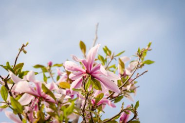 Pembe manolya çiçekleri açmakta, sonbaharda manolya çiçekleri, yeşil ağaçlar.