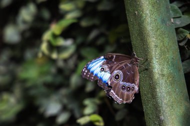Büyük mavi kelebek, morpho elenor