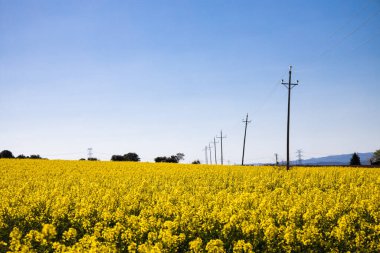 Yazın sarı kolza tarlası, kolza tohumu tarlası ve mavi gökyüzü, İspanya