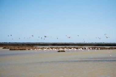 Salines de Sant Antoni 'deki flamingo sürüsünün arka planında uçurtmacılar, Delta del Ebro