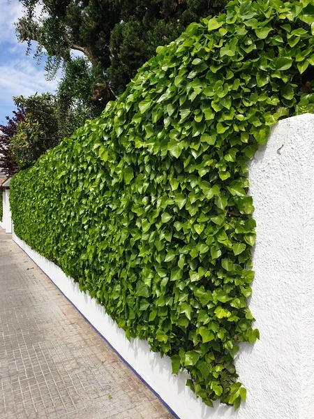 Beyaz Saray 'da güzel kesilmiş sarmaşık çitleri, dekorasyon