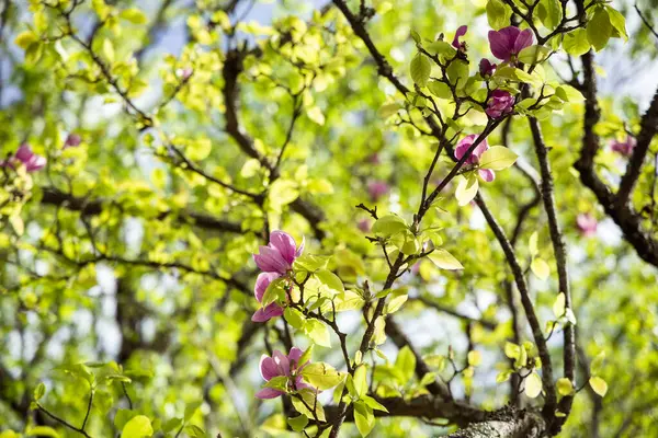 Pink magnolia flowers in bloom, blossom of magnolia in spring, green tree