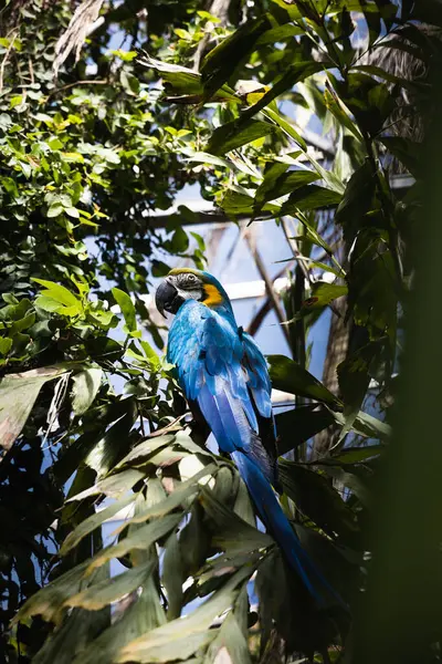 Colorful parrot sitting on a branch, blue parrot, green orange parrot
