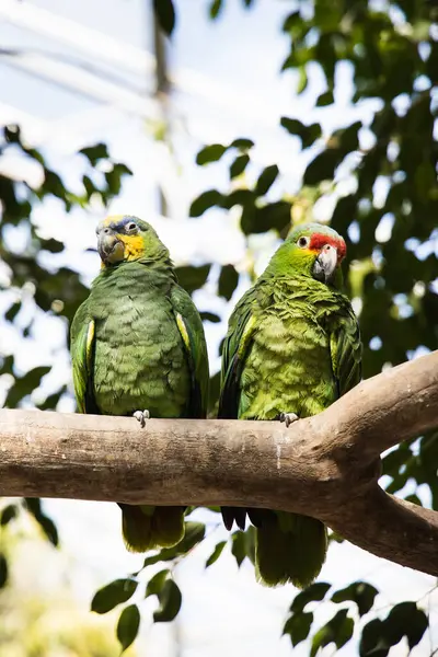 Cute couple of green parrots on the branch, sweet two green birds kissing