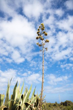 Agave americana 'nın büyük çiçeği, yüzyıl bitkisi, maguey, Amerikan aloe çiçeği