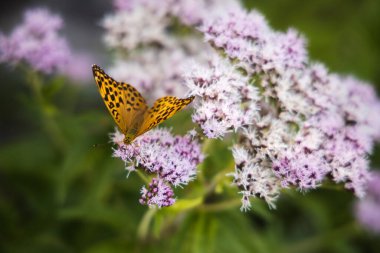 Pembe çiçeklerdeki gümüş renginde fırfırlı kelebek, Argynnis paphia