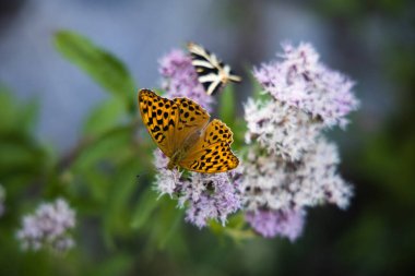 Pembe çiçeklerdeki gümüş renginde fırfırlı kelebek, Argynnis paphia