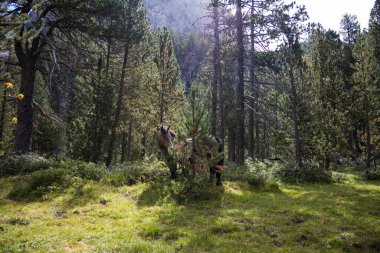 Ormanda ve dağlarda vahşi at