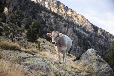Dağlarda, Pirenelerde, İspanya 'da çayırlarda dinlenen inekler
