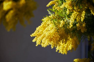 Akasya çiçekleri, gümüş gerdanlık, mavi gıdıklama, sarı mimoza ağacı dışarıda çiçek açıyor.