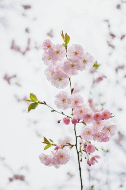 Bir dal pembe yabani kiraz çiçeği.