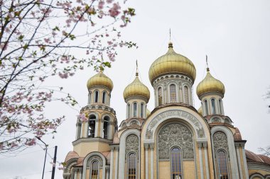 St. Constantine Kilisesi ve Michael Vilnius 'ta İlkbaharda kiraz çiçeklenir