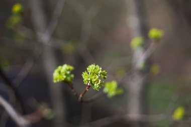 Norveç akçaağaç çiçeği, ilkbaharda ilk akçaağaç yaprakları, Acer platanoides