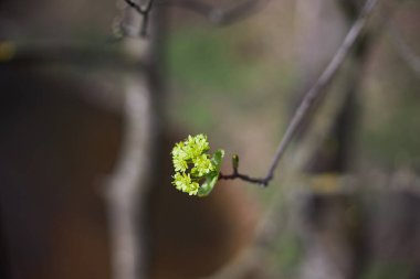 Norveç akçaağaç çiçeği, ilkbaharda ilk akçaağaç yaprakları, Acer platanoides