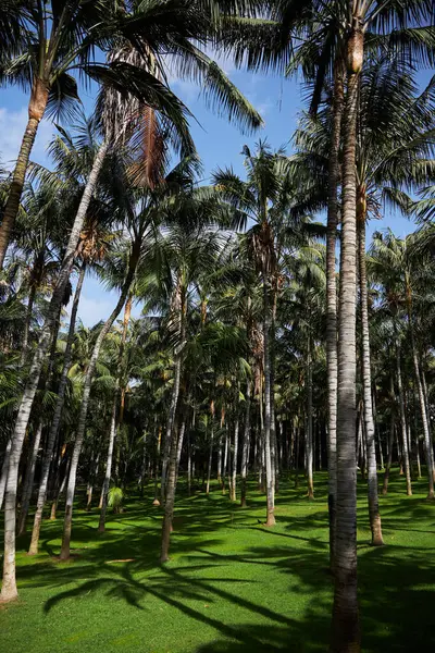 Tayland 'da hindistan cevizi palmiyeleri, mavi gökyüzü, aşağıdan manzara