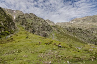 Yaz aylarında Comapedrosa Vadisi 'nin doğal parkında otlayan vahşi atlar ve dağlarda kar, Andorra.