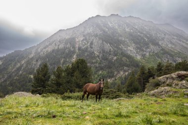 Yazın dağlarda otlayan vahşi bir at, Andorra.