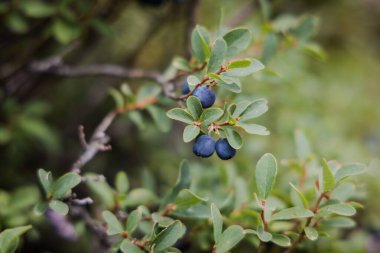 Bataklık bilberry, Aşı Uliginosum, ormanda yetişen yaban mersini