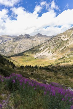 Rosebay Willowhere, Chamaenerion pembe çiçekleri Pirenes dağlarında yetişiyor, Vall d 'Incles, Andorra