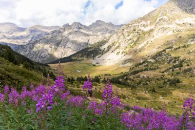 Rosebay Willowhere, Chamaenerion pembe çiçekleri Pirenes dağlarında yetişiyor, Vall d 'Incles, Andorra 