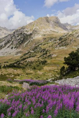 Rosebay Willowhere, Chamaenerion pembe çiçekleri Pirenes dağlarında yetişiyor, Vall d 'Incles, Andorra 