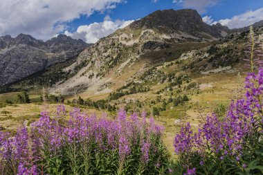 Rosebay Willowhere, Chamaenerion pembe çiçekleri Pirenes dağlarında yetişiyor, Vall d 'Incles, Andorra 