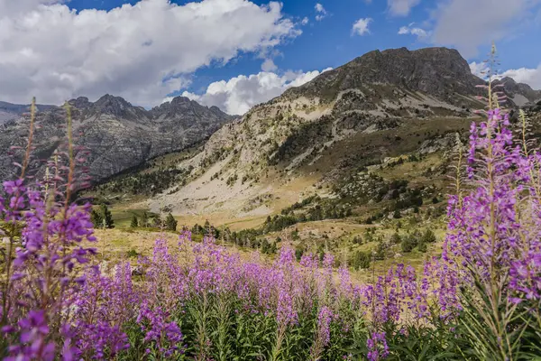 Rosebay Willowhere, Chamaenerion pembe çiçekleri Pirenes dağlarında yetişiyor, Vall d 'Incles, Andorra 